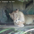 20090423 Singapore Zoo  34 of 97 